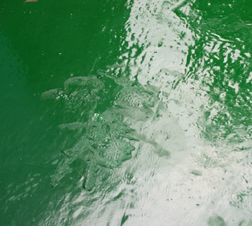 우레탄바닥재 경화 불량